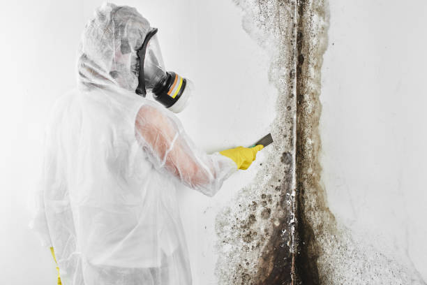 Attic Mold Removal in Tuntutuliak, AK